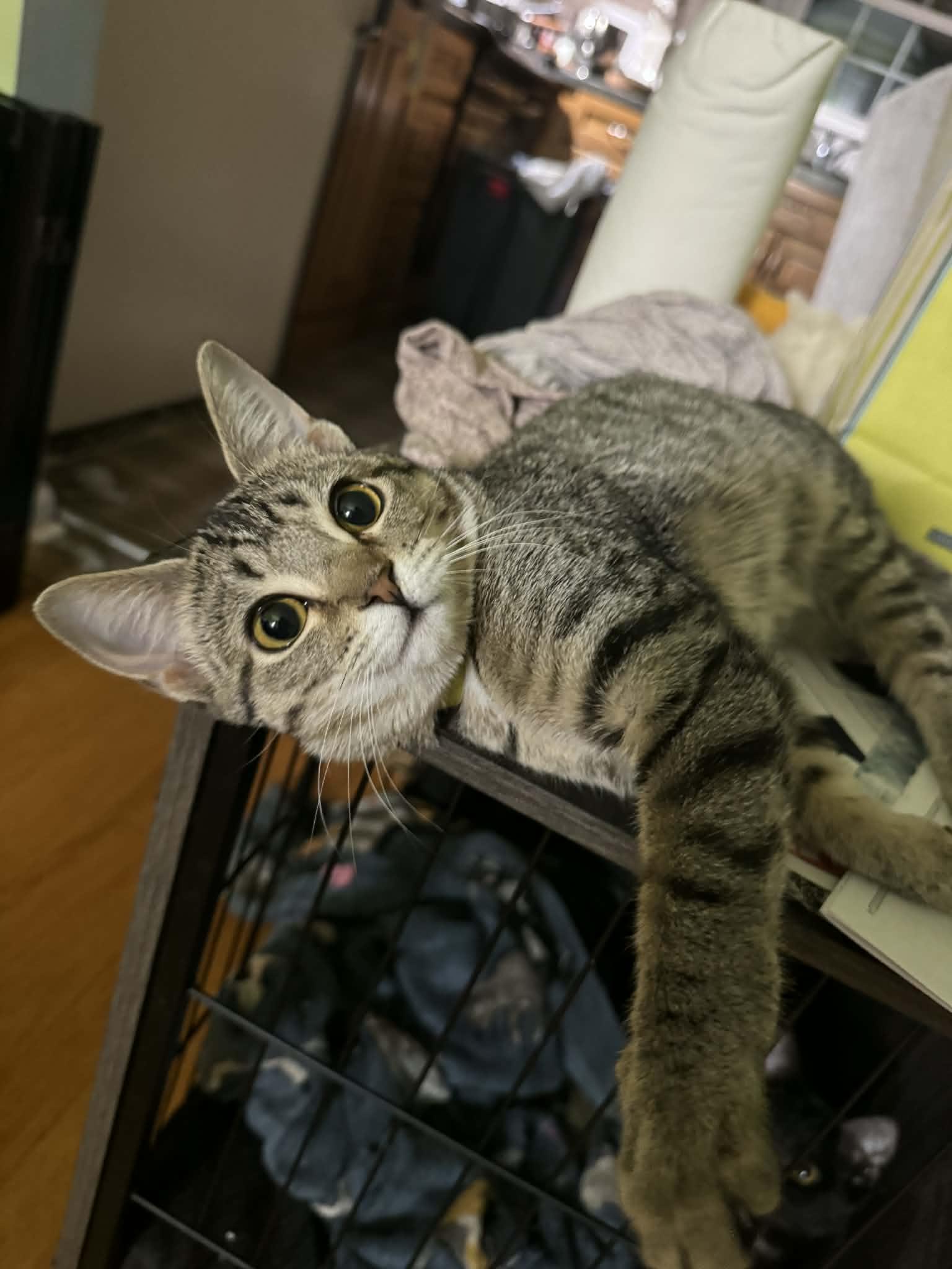 Piper, an adoptable mixed breed in Campbellsville, KY image 6/6