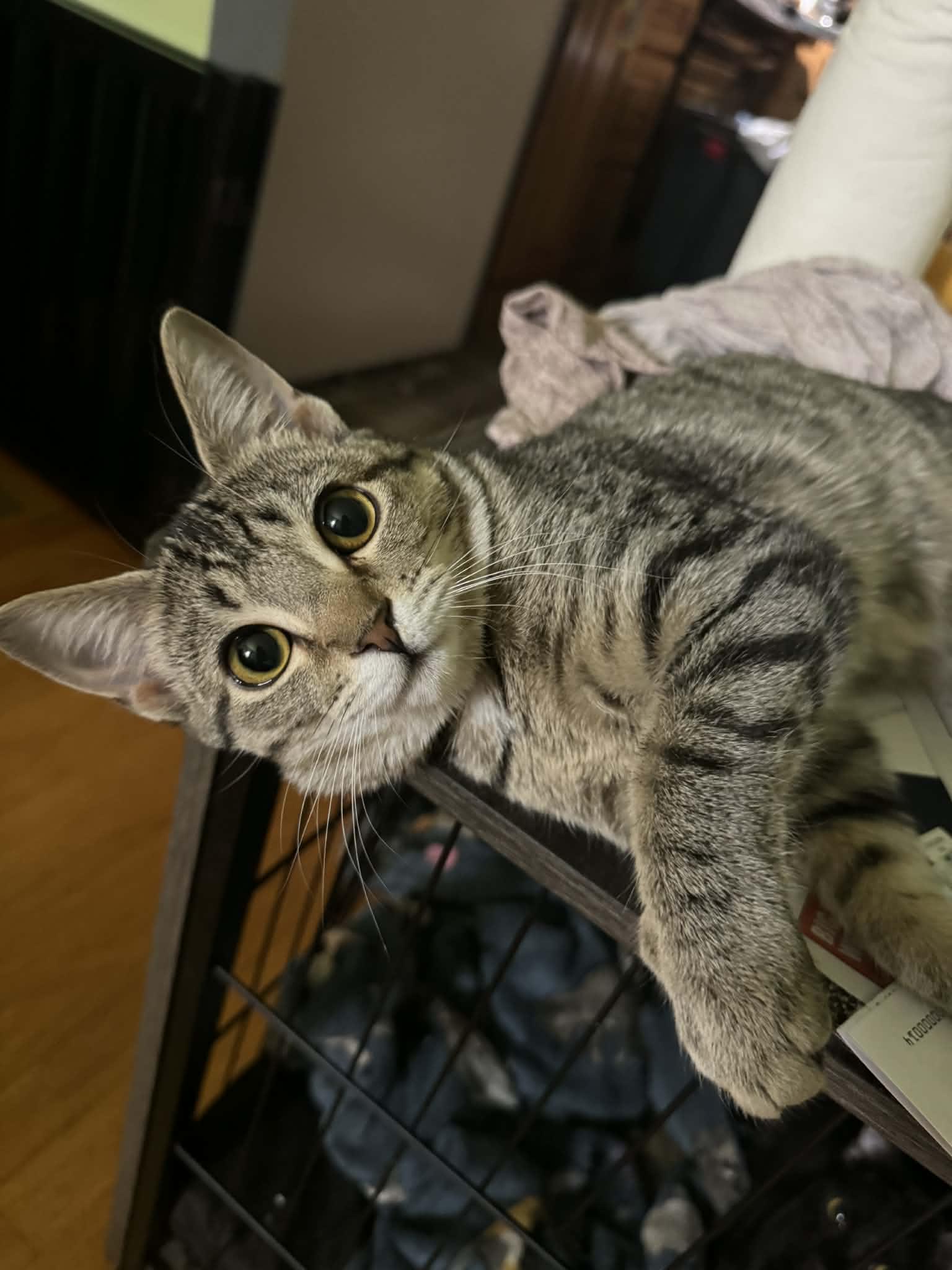 Piper, adoptable, Kitten Female Domestic Short Hair & Tabby.