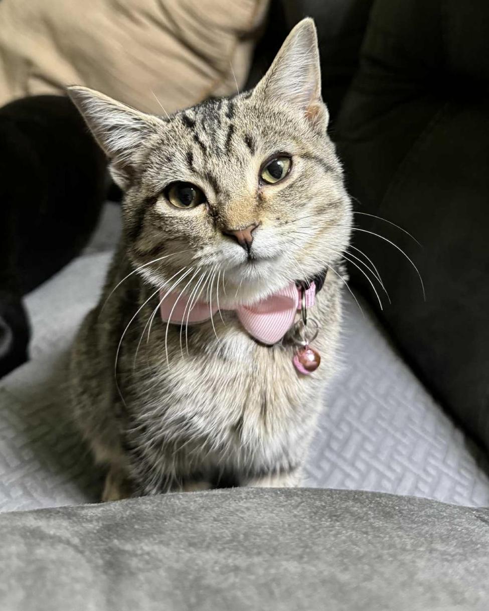 Piper, adoptable, Kitten Female Domestic Short Hair & Tabby.