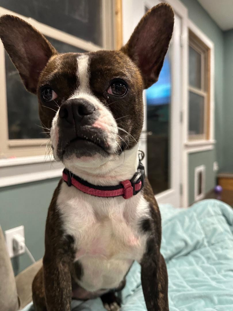 Bailey In Mo thumbnail 2