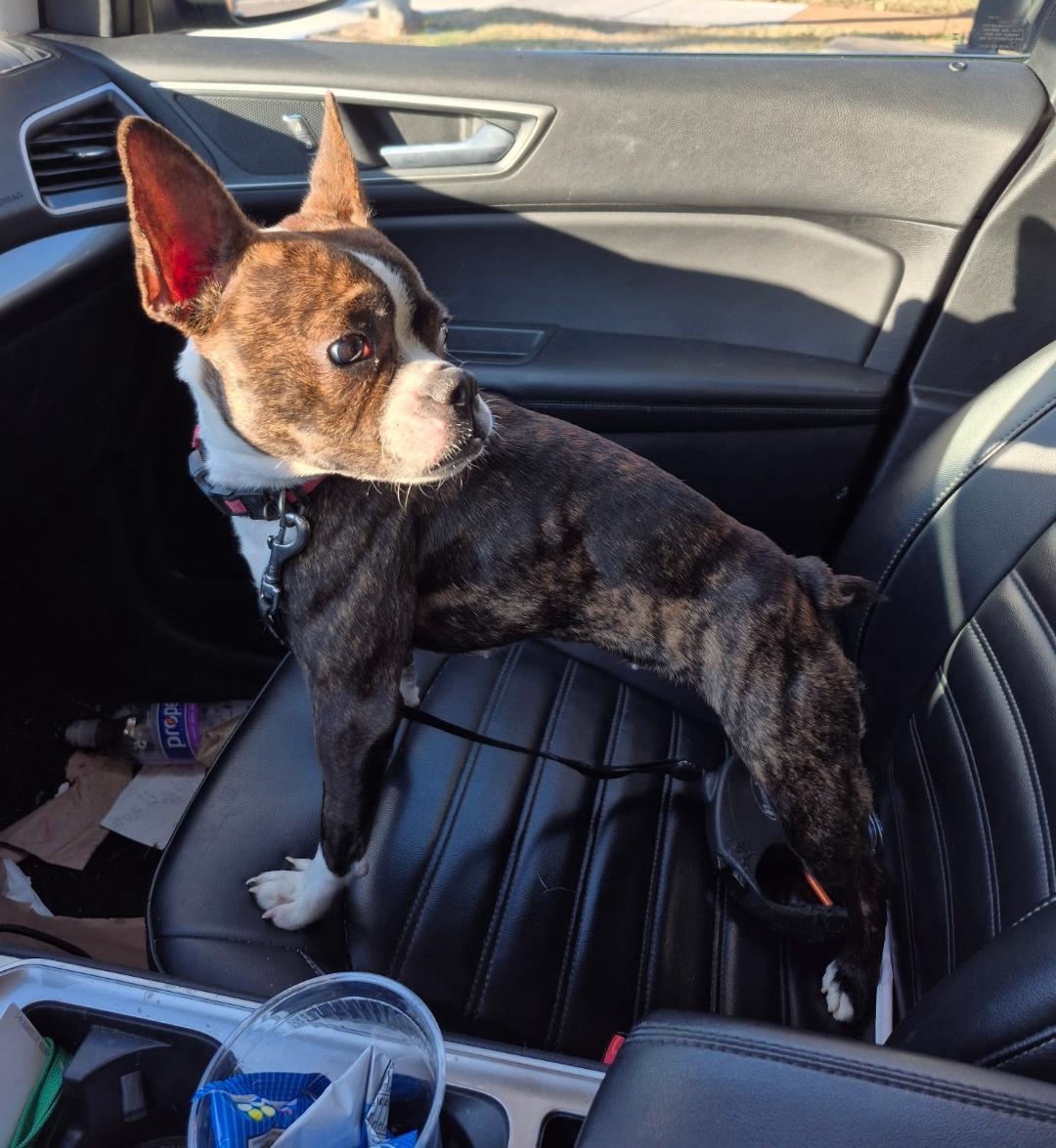 Bailey In Mo thumbnail 3