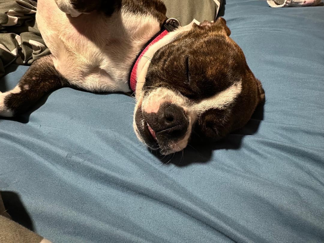 Bailey In Mo thumbnail 5