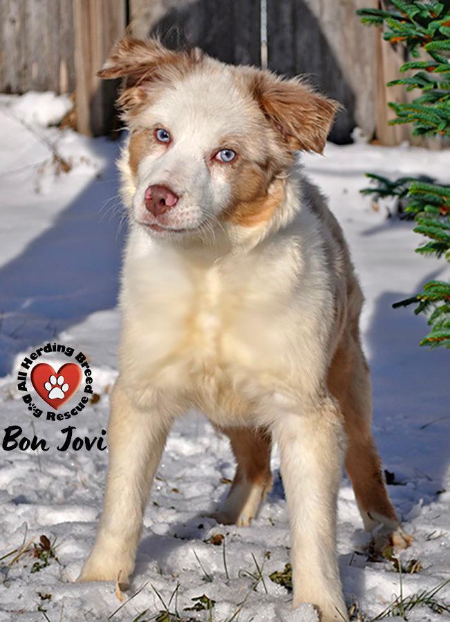 Bon Jovi, a ADOPTABLE mixed breed in Joliet, IL image 3/4