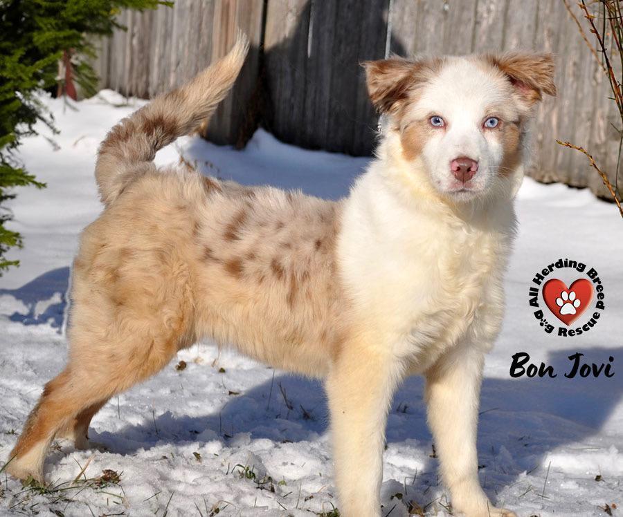 Bon Jovi, a ADOPTABLE mixed breed in Joliet, IL image 2/4