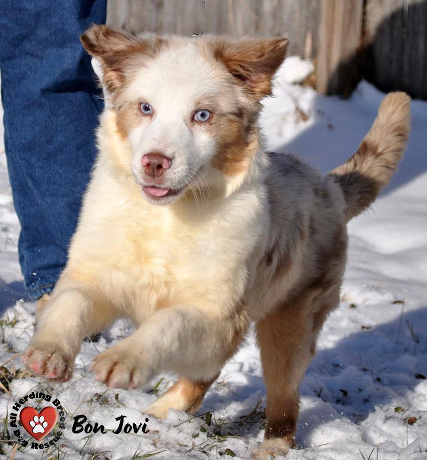 Bon Jovi, ADOPTABLE, Puppy Male Australian Shepherd.