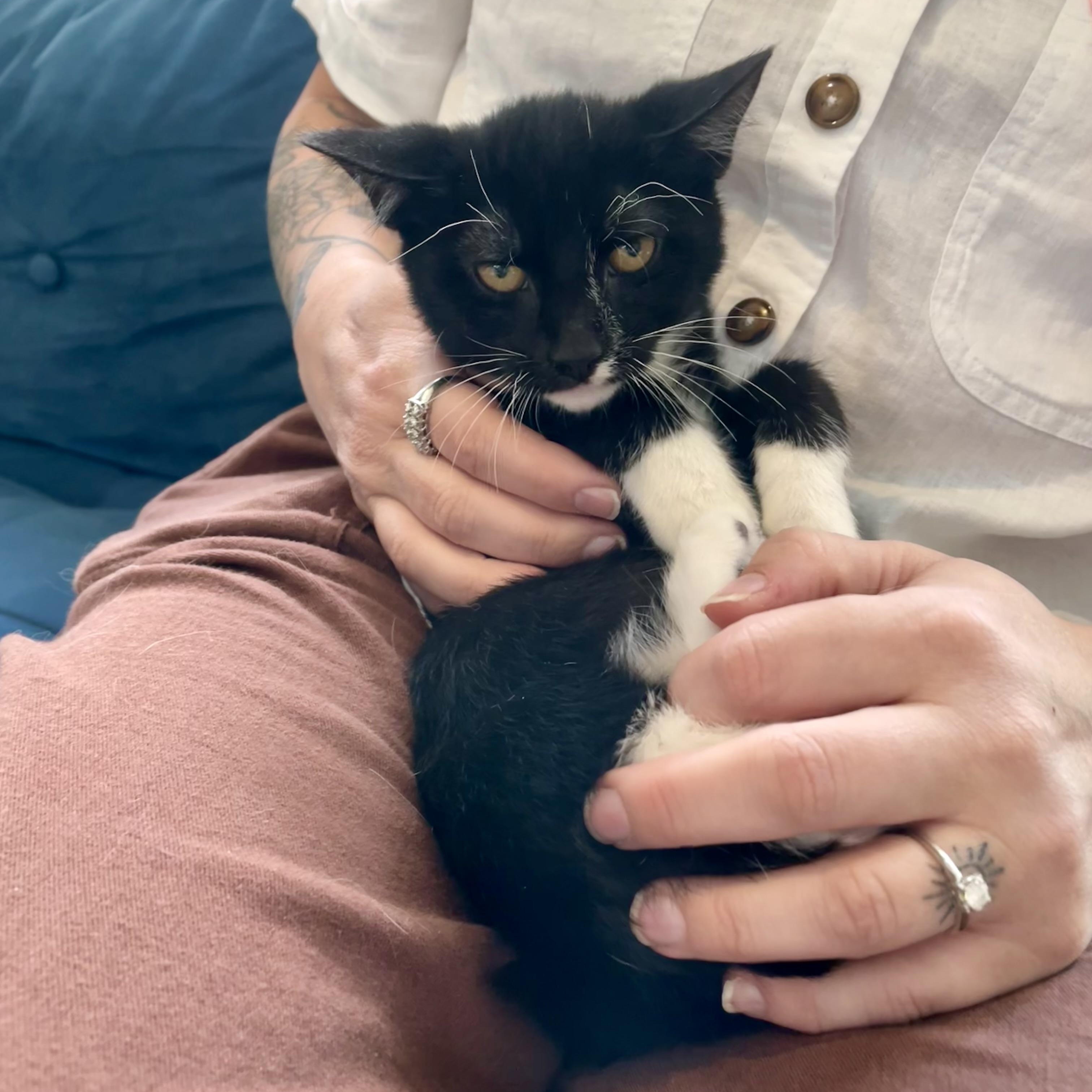 Enlarge Campari, an adopted Domestic Short Hair in Richmond, VA image 2/3