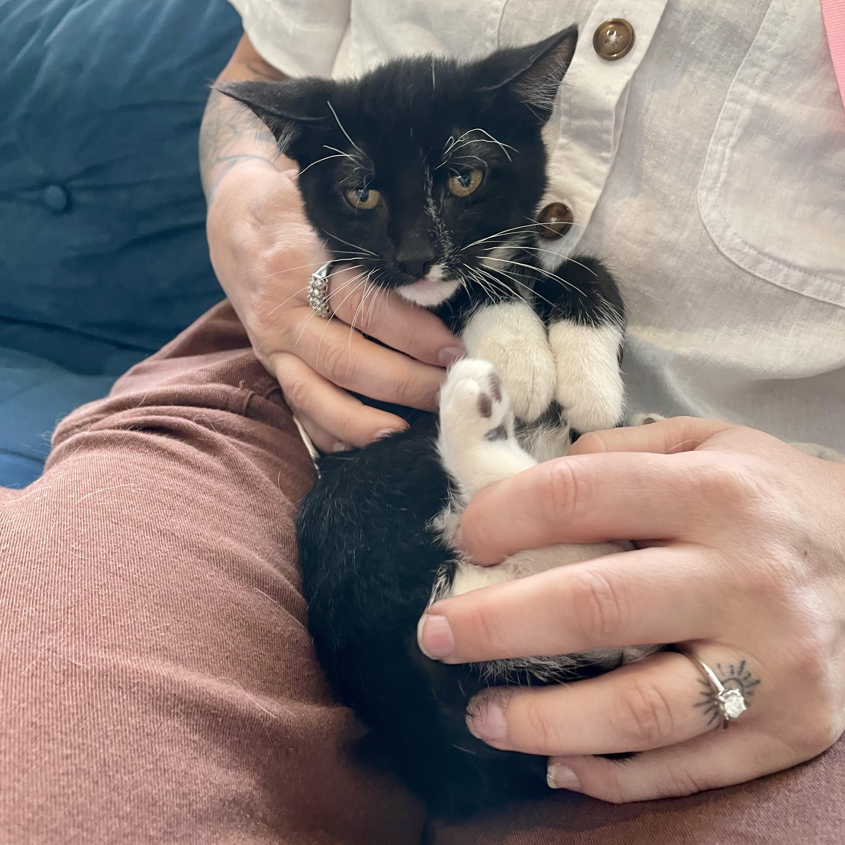 Enlarge Campari, an adopted Domestic Short Hair in Richmond, VA image 3/3