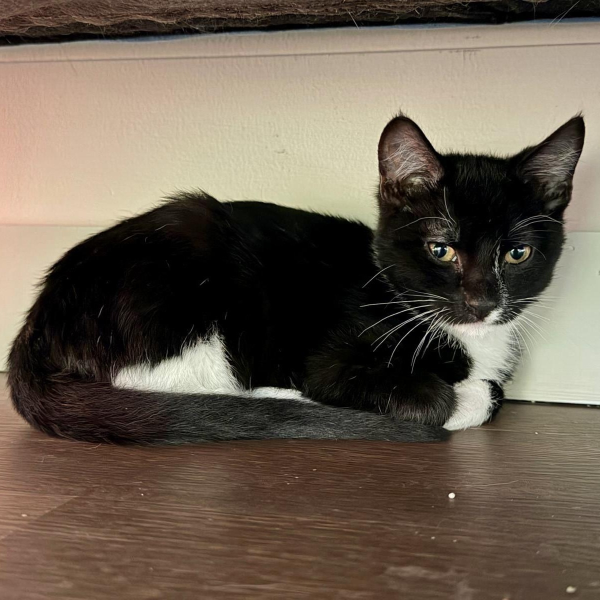 Campari, adopted, Kitten Male Domestic Short Hair.