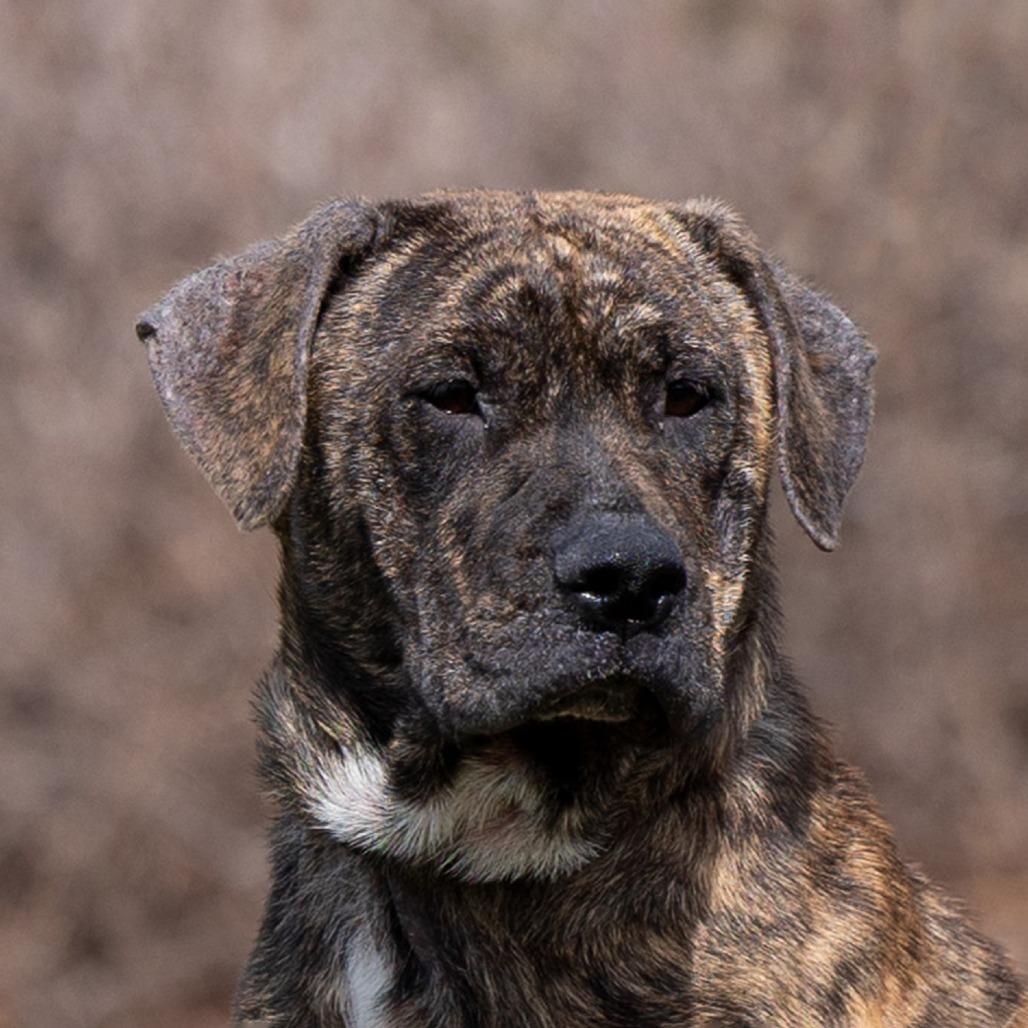 Bella, Adoptable, Young Female Mastiff & Mixed Breed.