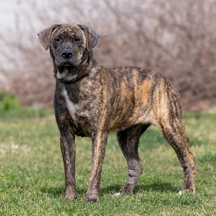 Enlarge Bella, a Adoptable mixed breed in Council Bluffs, IA image 2/3