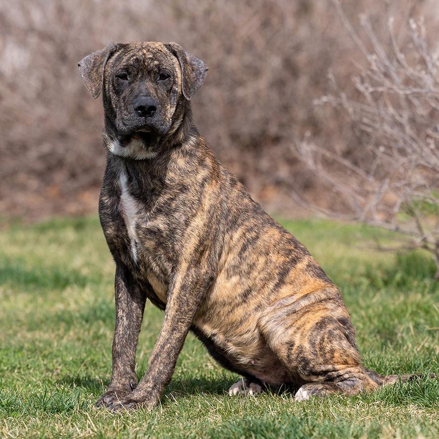 Enlarge Bella, a Adoptable mixed breed in Council Bluffs, IA image 3/3