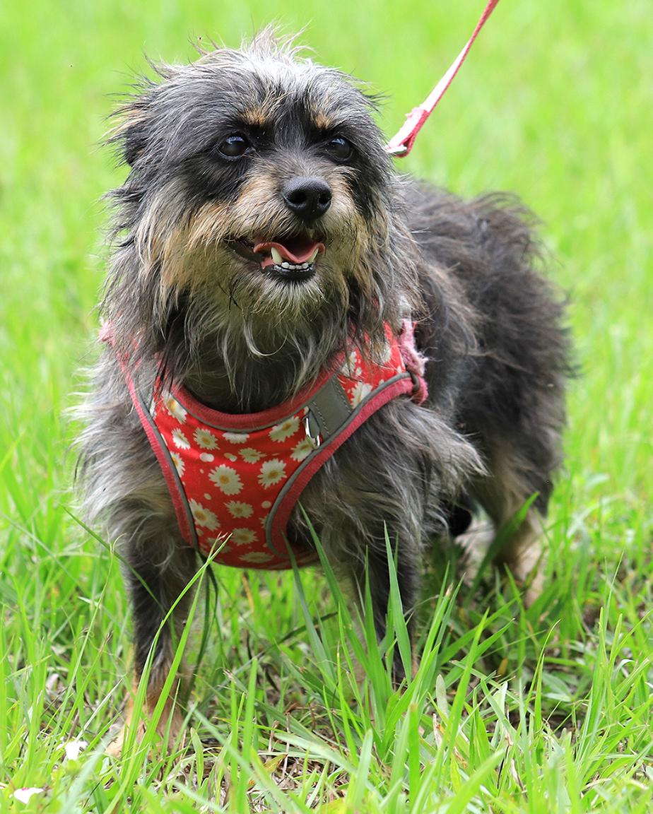 Willow photo 2