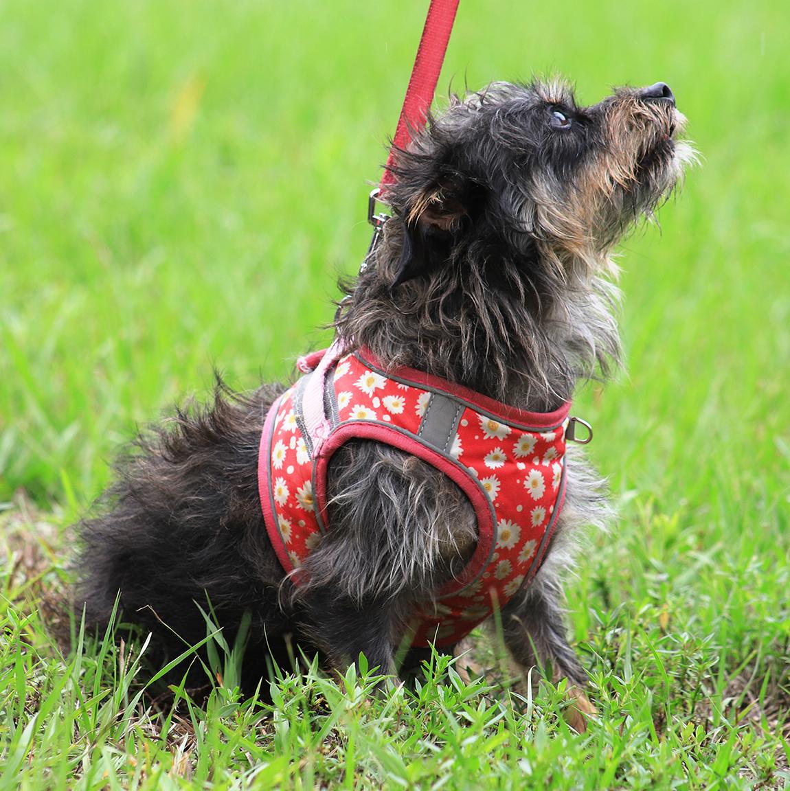 Willow photo 1