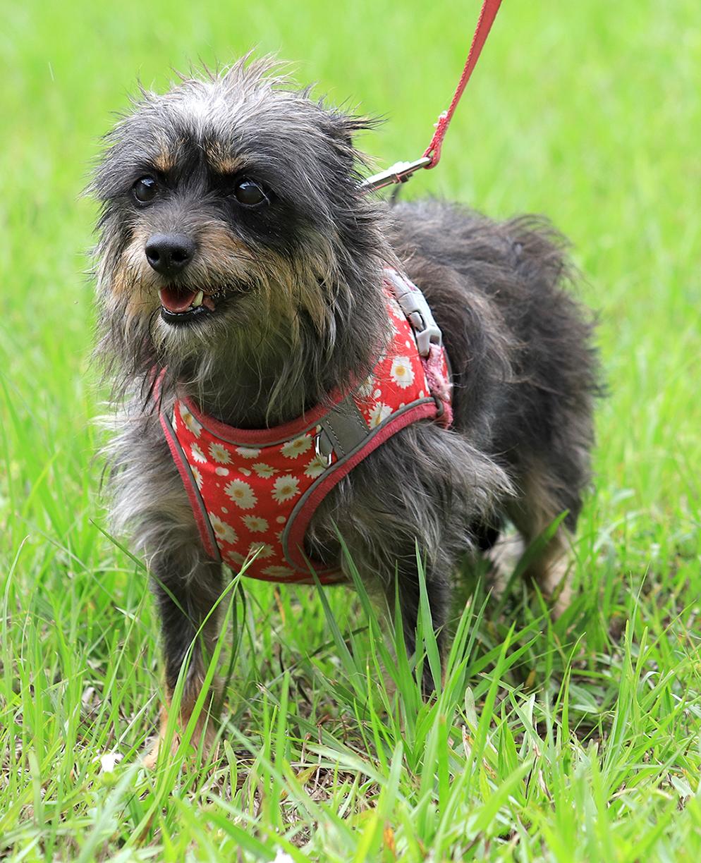 Willow photo 3