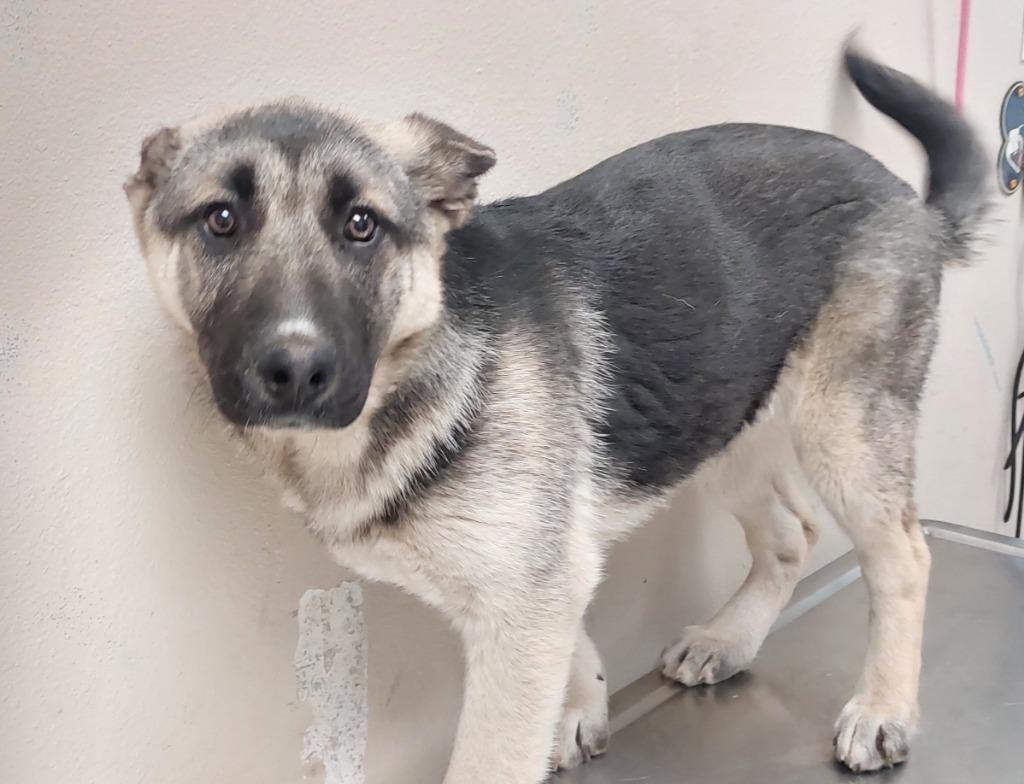 Cupid, Adoptable, Puppy Female German Shepherd Dog.