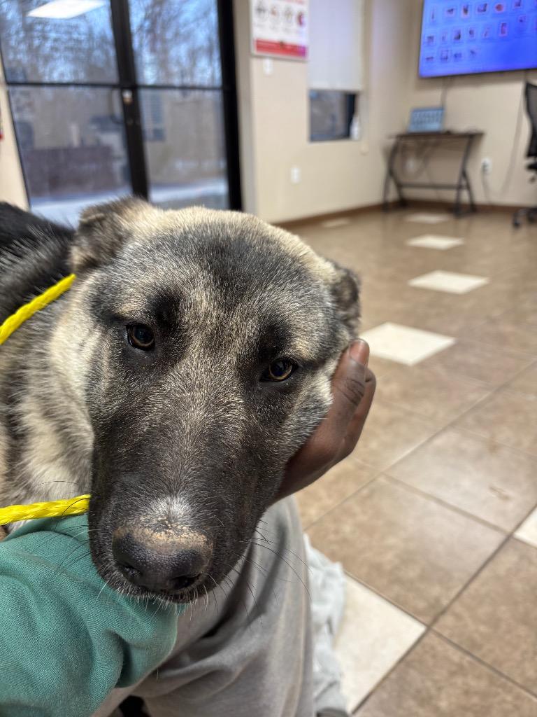 Cupid, a Adoptable mixed breed in Mocksville, NC image 2/2