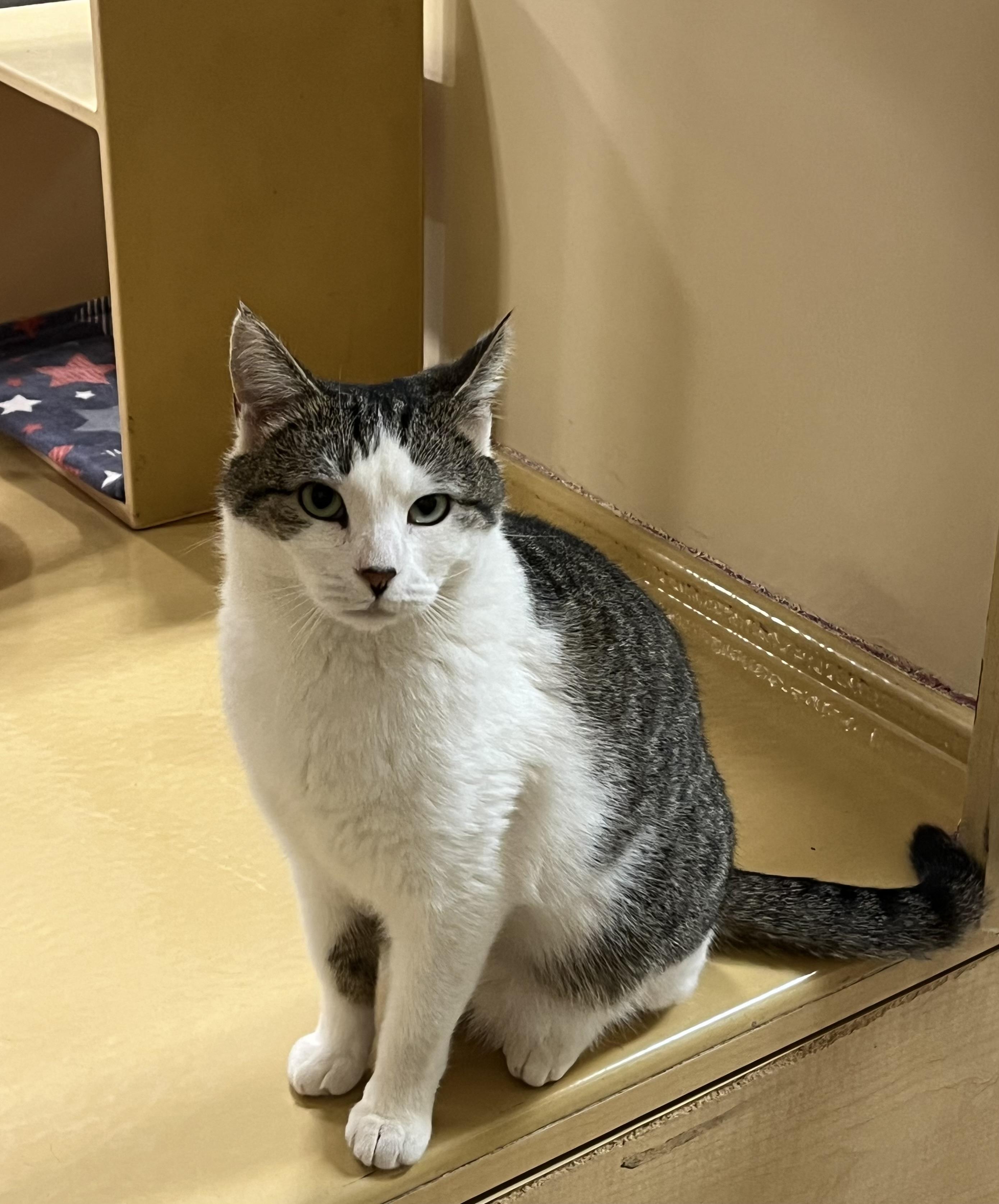 Enlarge Billy Bop, an adopted Tabby in Charlotte, NC image 5/5