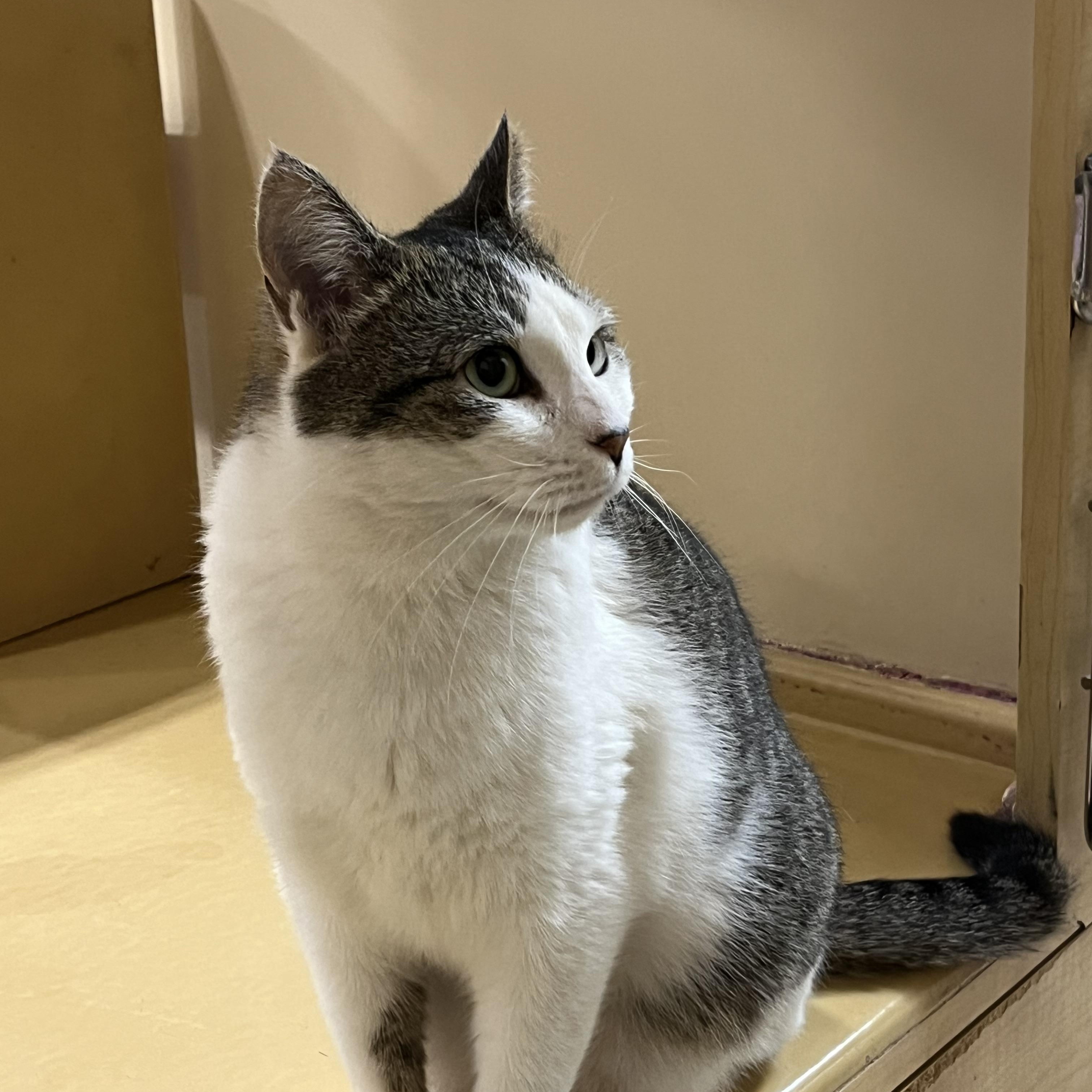 Enlarge Billy Bop, an adopted Tabby in Charlotte, NC image 3/5