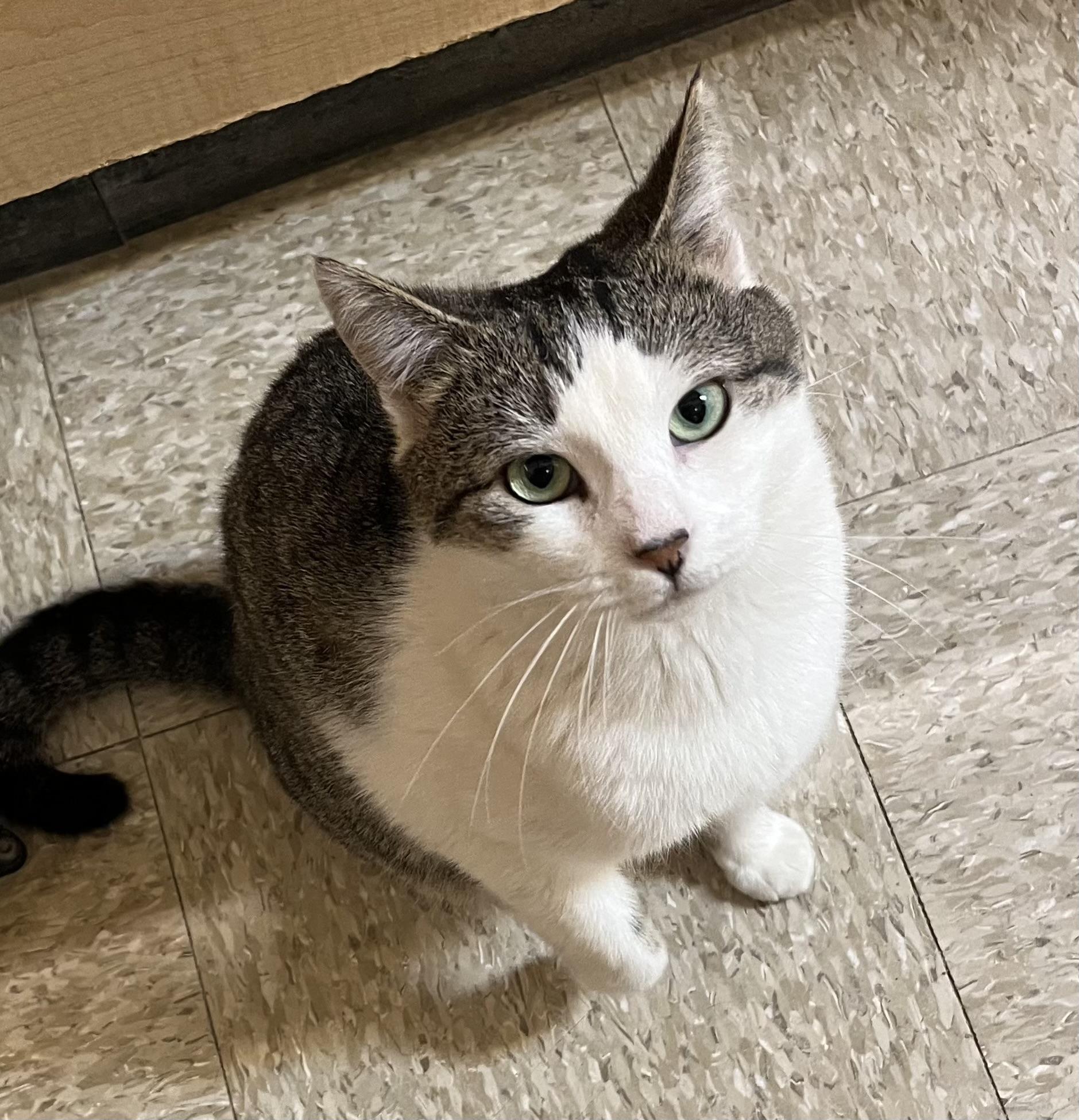 Billy Bop, adopted, Young Male Tabby.