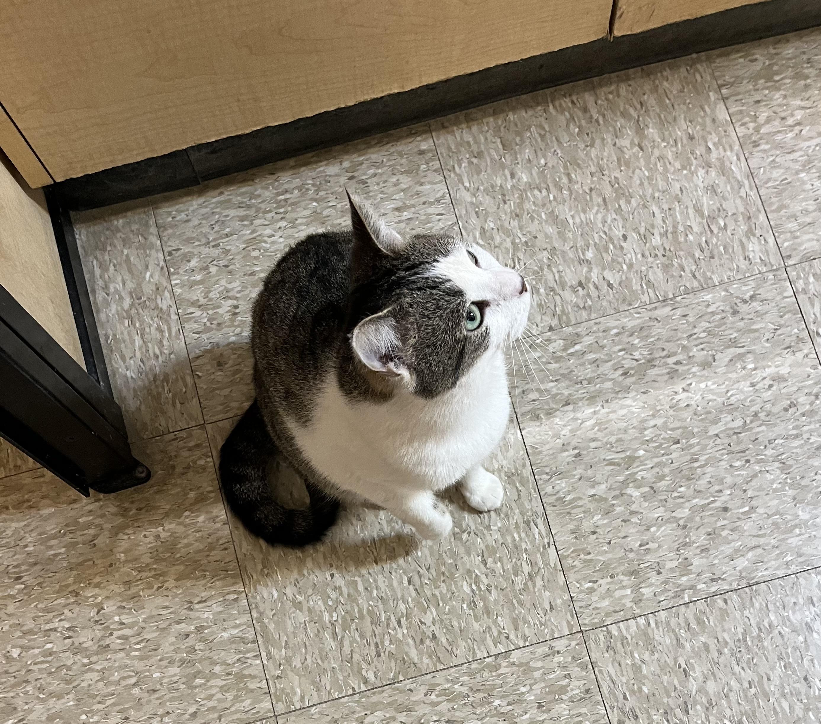 Enlarge Billy Bop, an adopted Tabby in Charlotte, NC image 2/5