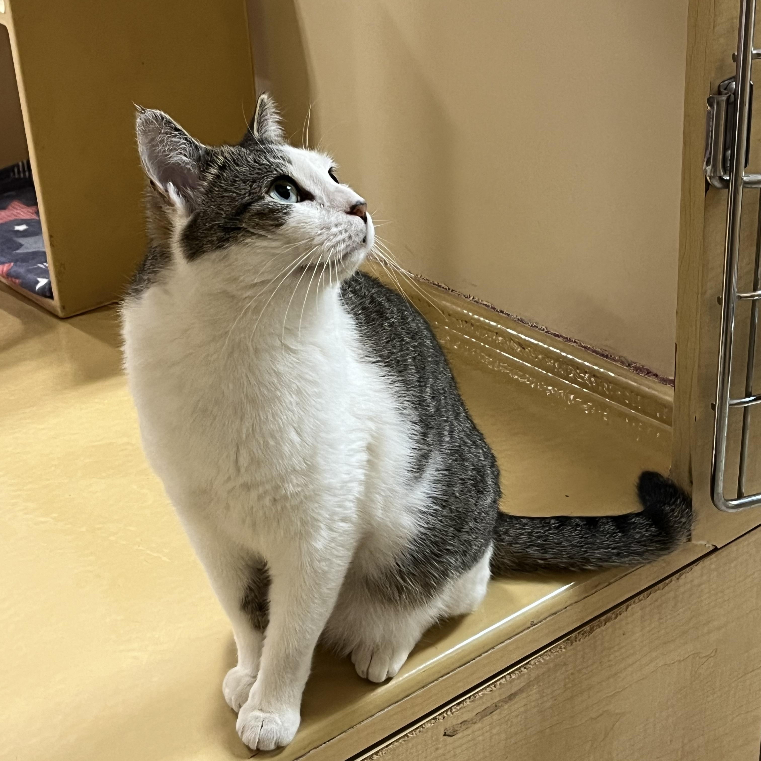 Enlarge Billy Bop, an adopted Tabby in Charlotte, NC image 4/5