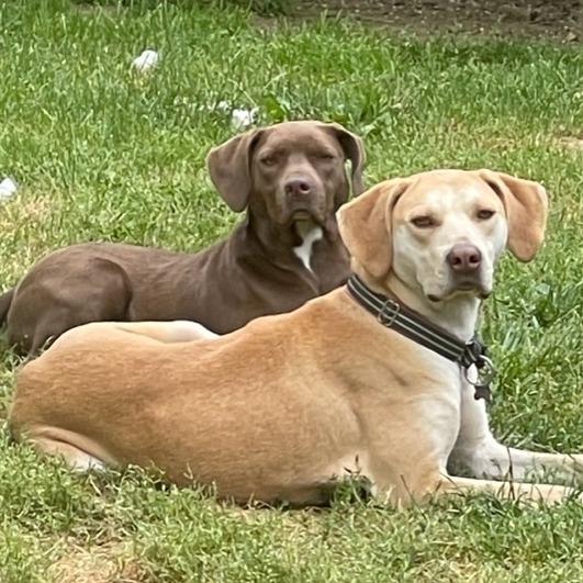 Karter - Bonded with Vee, Adoptable, Adult Male Yellow Labrador Retriever & Terrier.