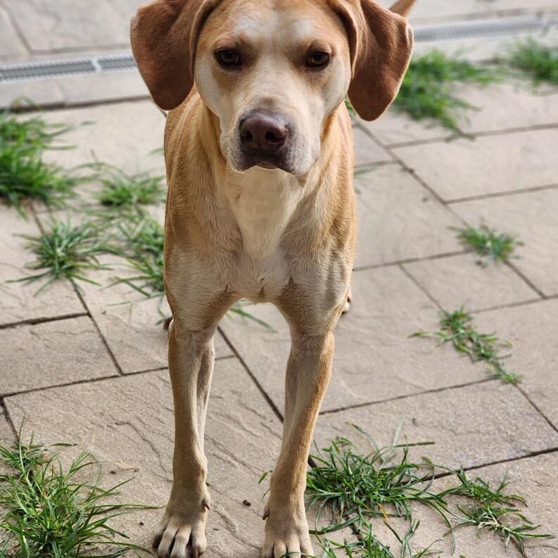 Enlarge Karter - Bonded with Vee, a Adoptable mixed breed in Glenelg, MD image 2/3