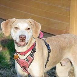 Enlarge Karter - Bonded with Vee, a Adoptable mixed breed in Glenelg, MD image 3/3