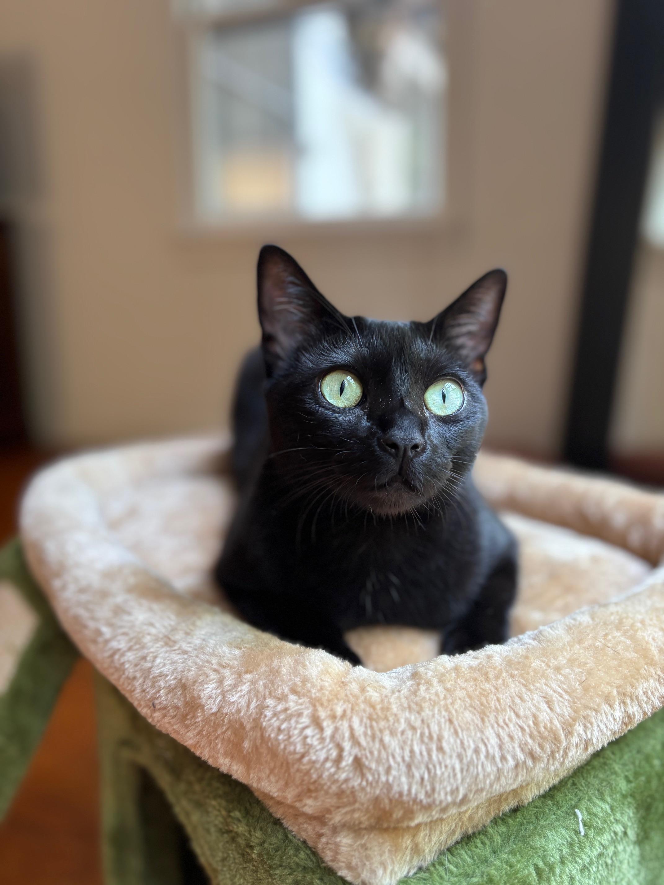 Alina, adopted, Adult Female Domestic Short Hair.