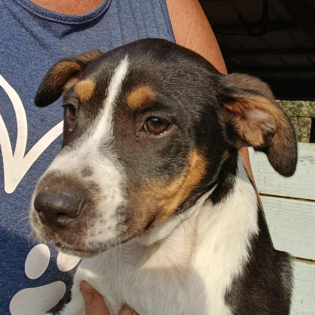 Enlarge Mila, a Adoptable Mixed Breed in Williston, FL image 1/6