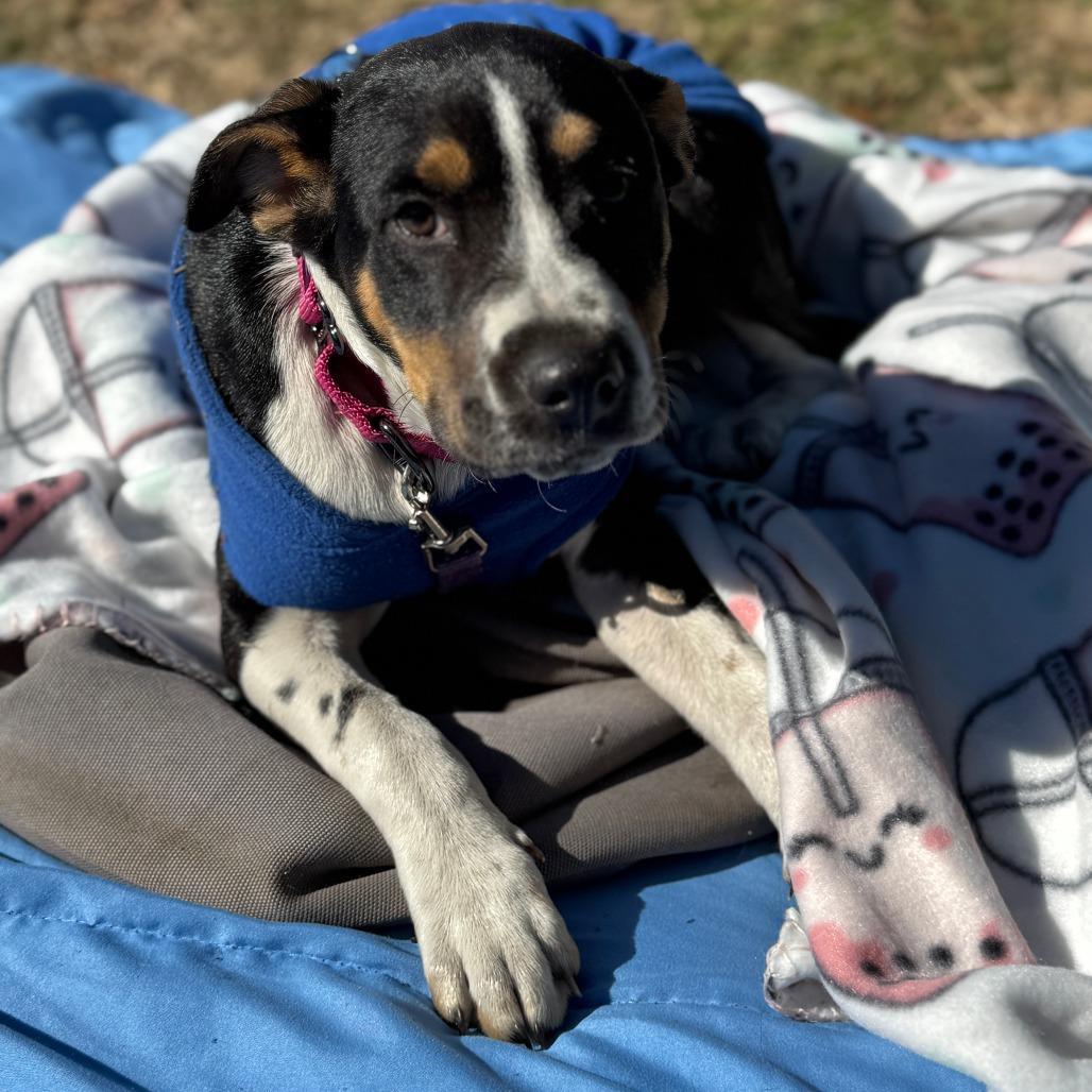 Enlarge Mila, a Adoptable Mixed Breed in Williston, FL image 2/6