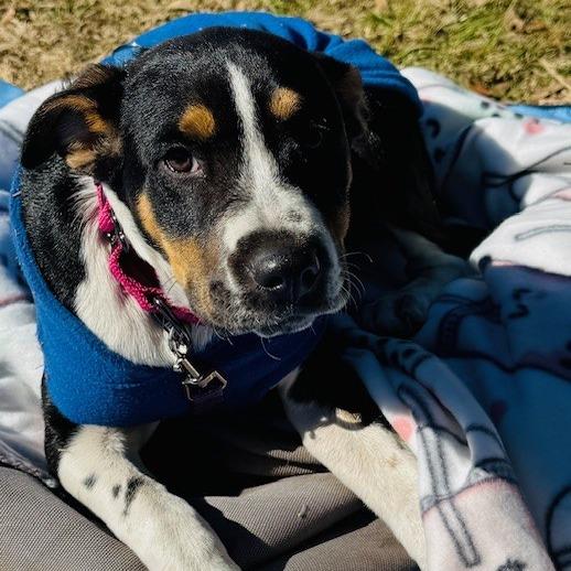 Enlarge Mila, a Adoptable Mixed Breed in Williston, FL image 4/6