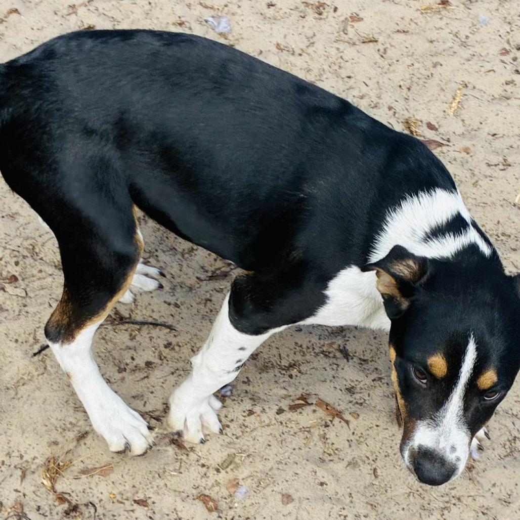 Enlarge Mila, a Adoptable Mixed Breed in Williston, FL image 5/6