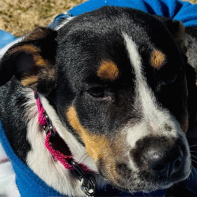 Enlarge Mila, a Adoptable Mixed Breed in Williston, FL image 6/6