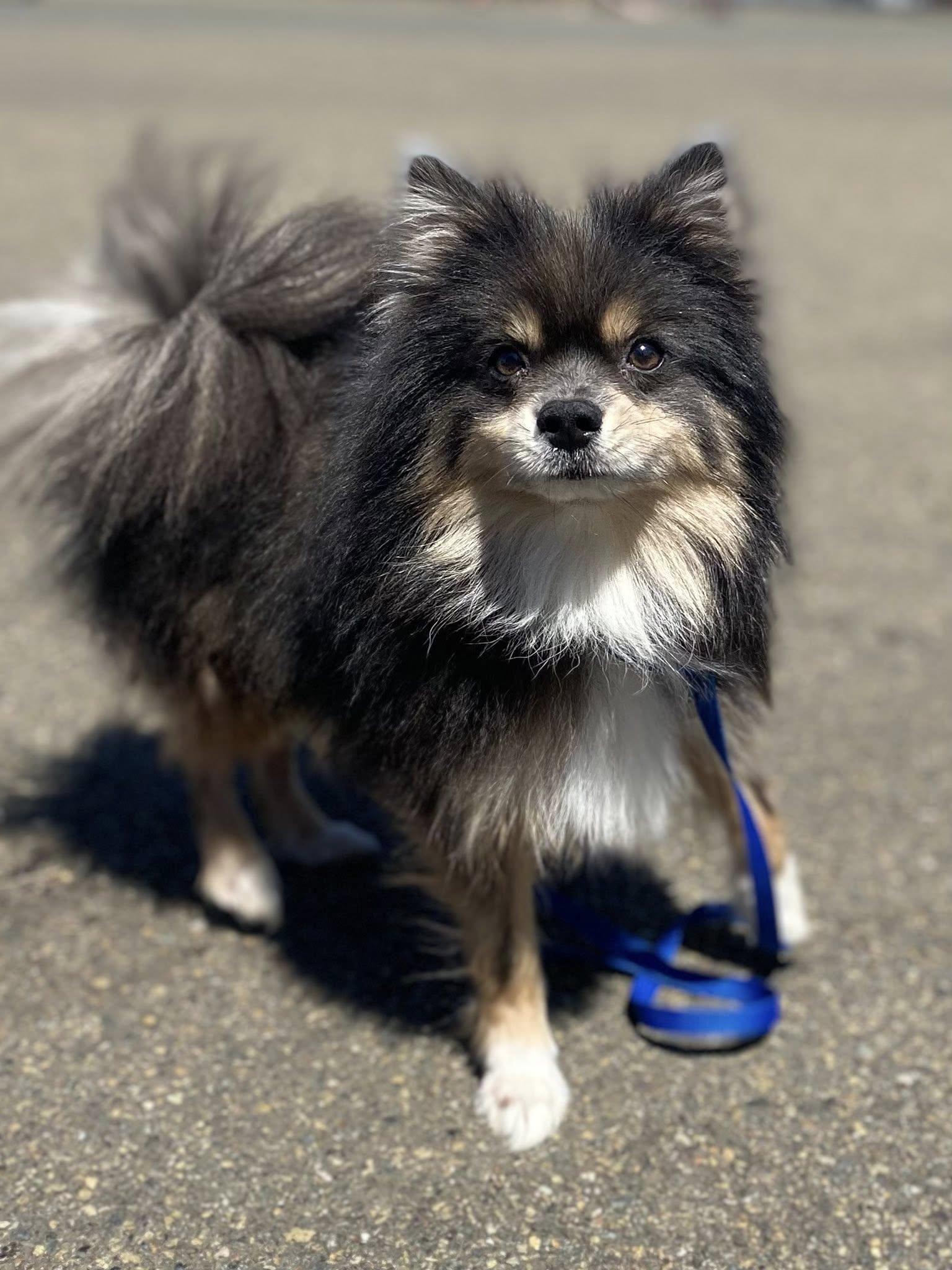 Enlarge Gooey, a Adopted Pomsky in Winston, OR image 2/3