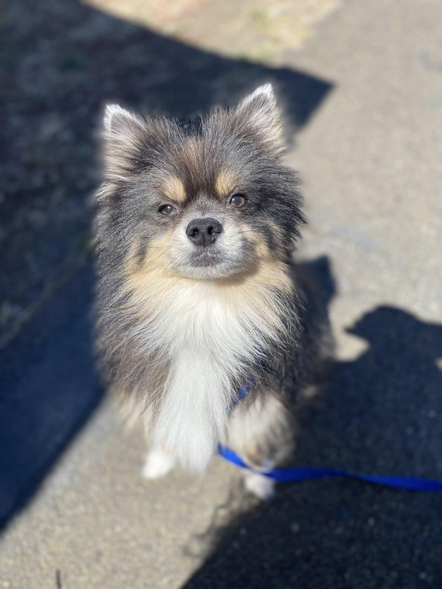 Gooey, Adopted, Adult Male Pomsky.