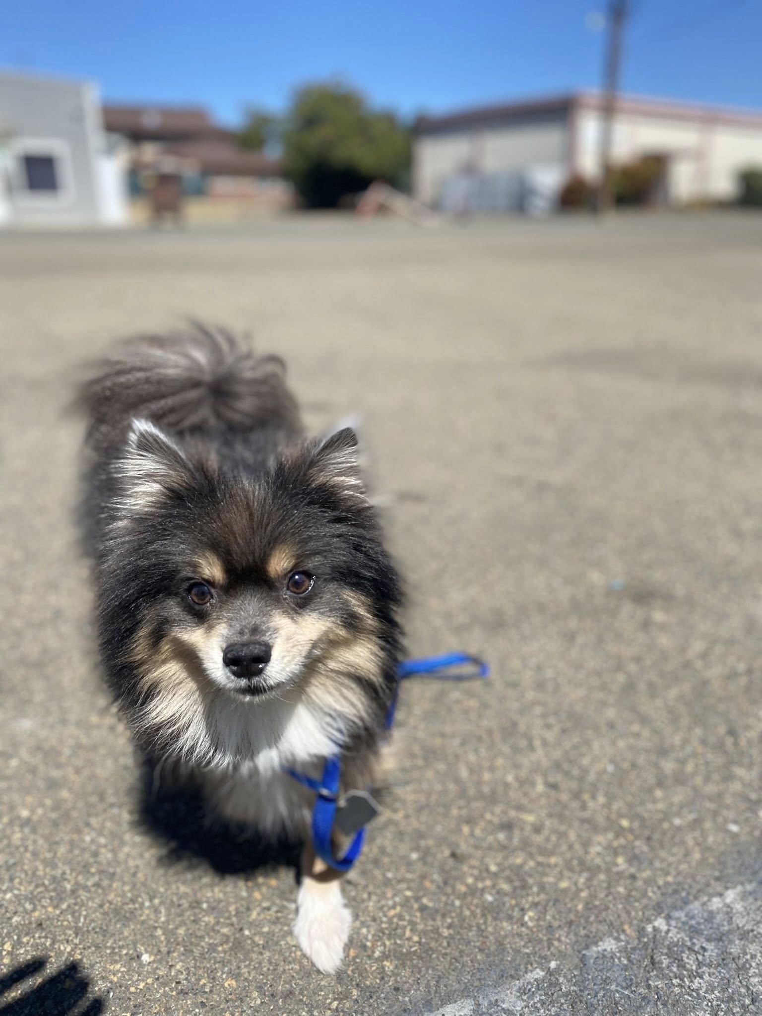 Enlarge Gooey, a Adopted Pomsky in Winston, OR image 3/3