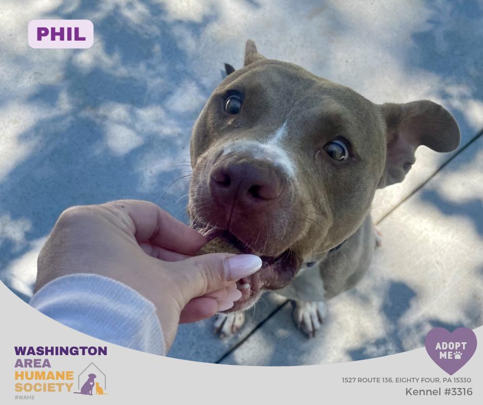 Phil, a ADOPTABLE mixed breed in Eighty Four, PA image 2/3