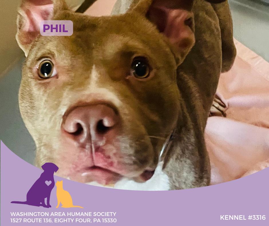Enlarge Phil, a ADOPTABLE mixed breed in Eighty Four, PA image 2/2