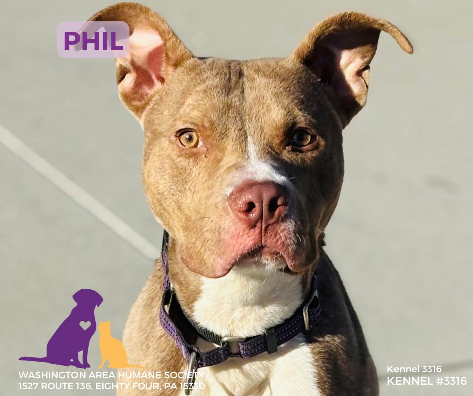 Phil, ADOPTABLE, Young Male Pit Bull Terrier.