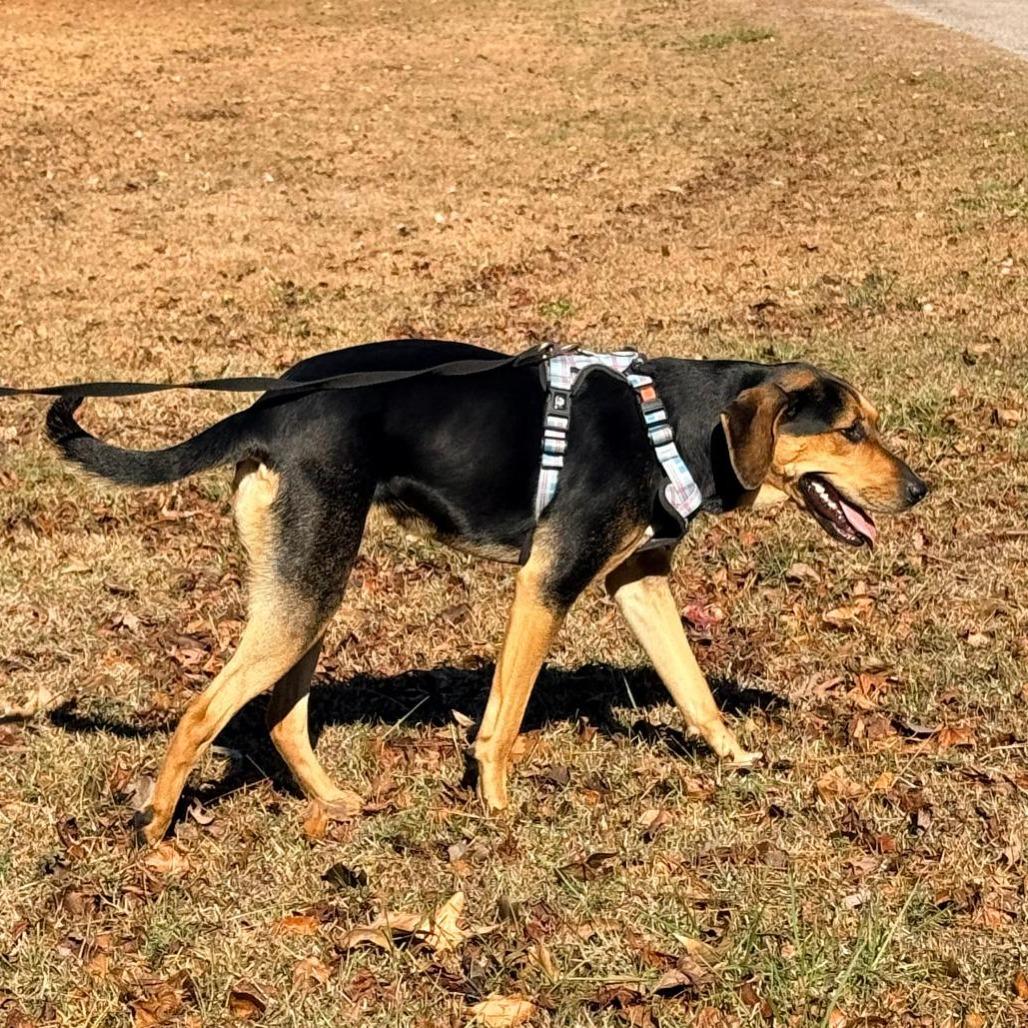 Roxyn, Adoptable, Adult Female Shepherd & Mixed Breed.