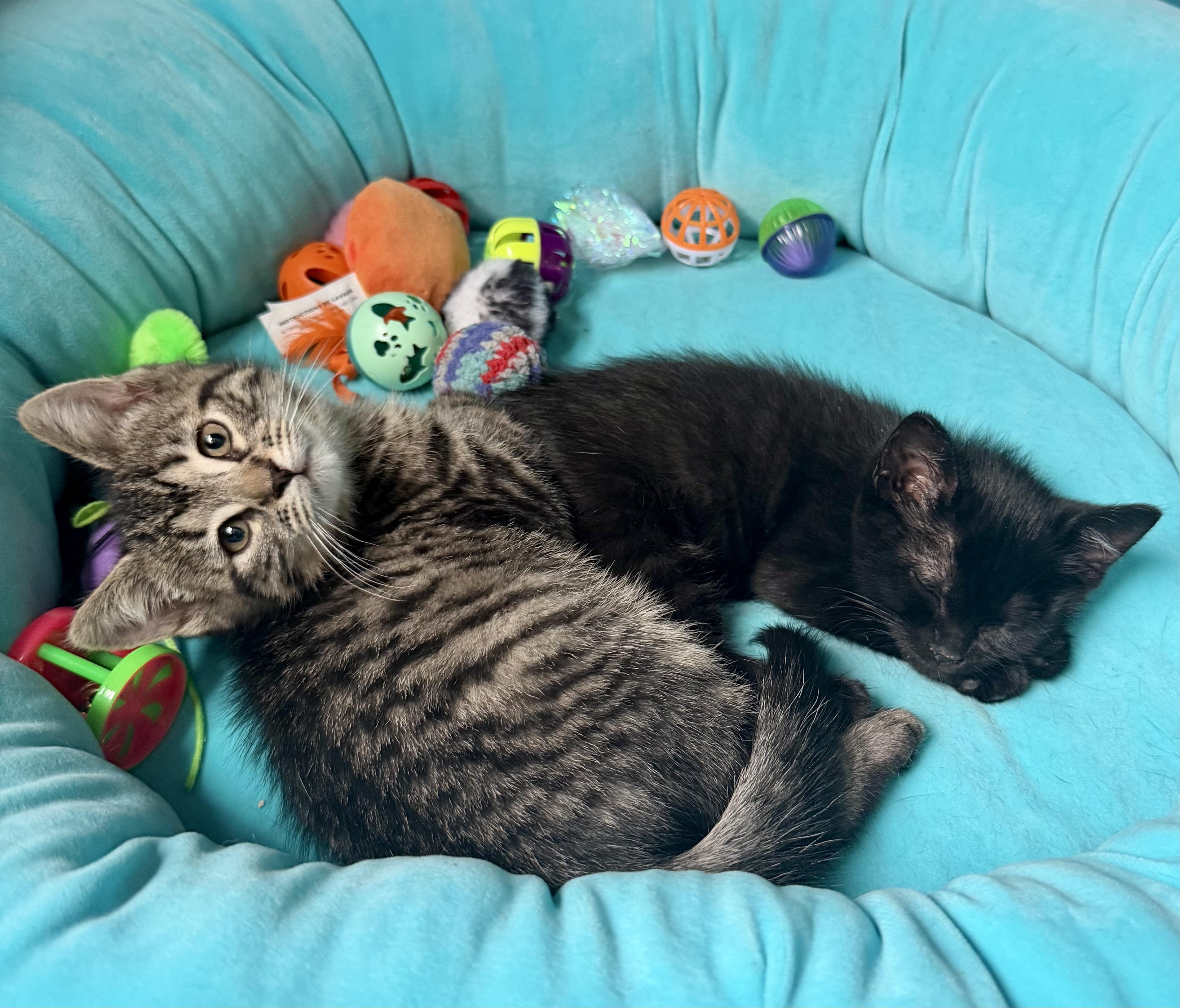 Wednesday, a ADOPTABLE Domestic Short Hair in Bethel, CT image 4/6