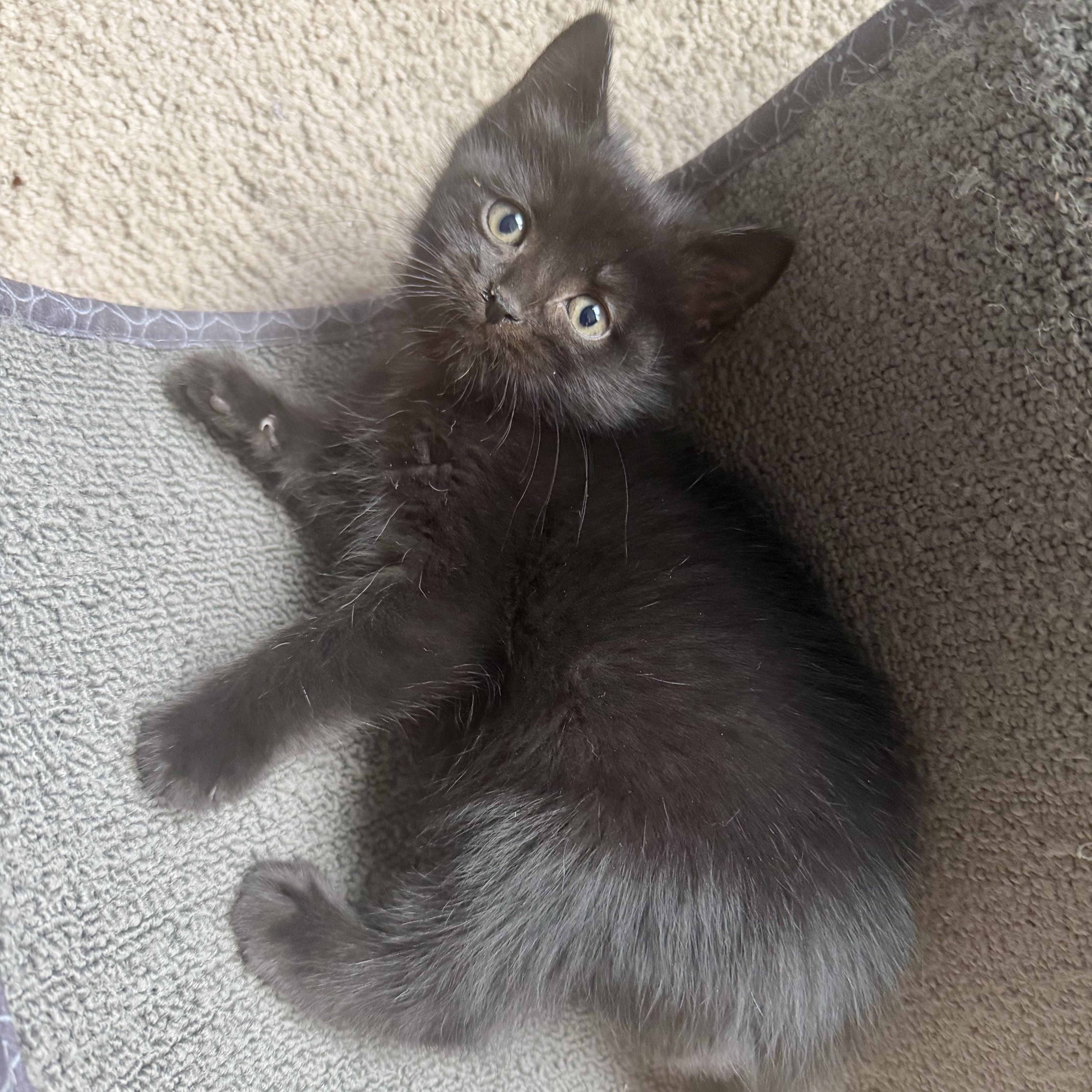 Wednesday, ADOPTABLE, Kitten Female Domestic Short Hair.