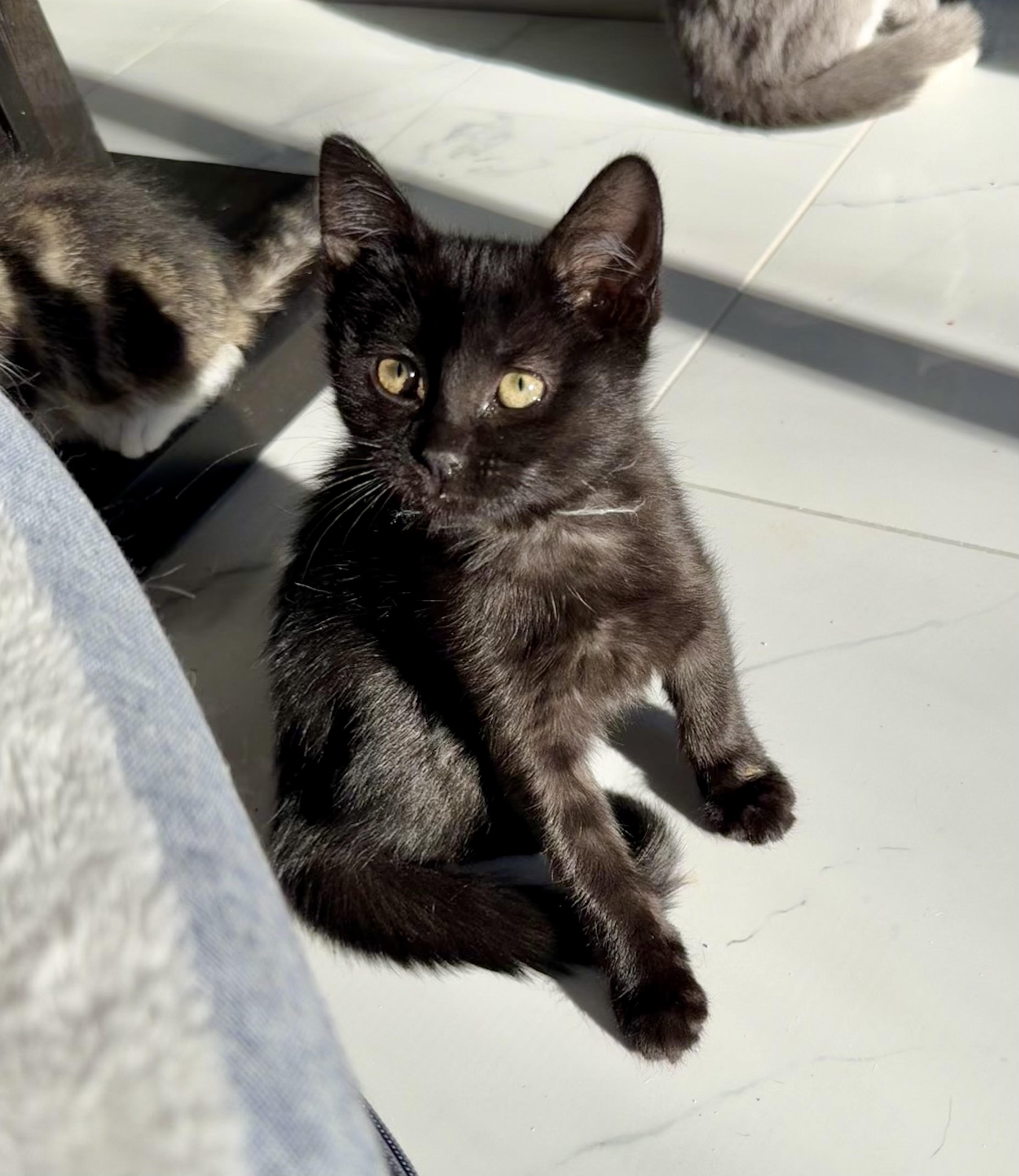 Wednesday, a ADOPTABLE Domestic Short Hair in Bethel, CT image 6/6