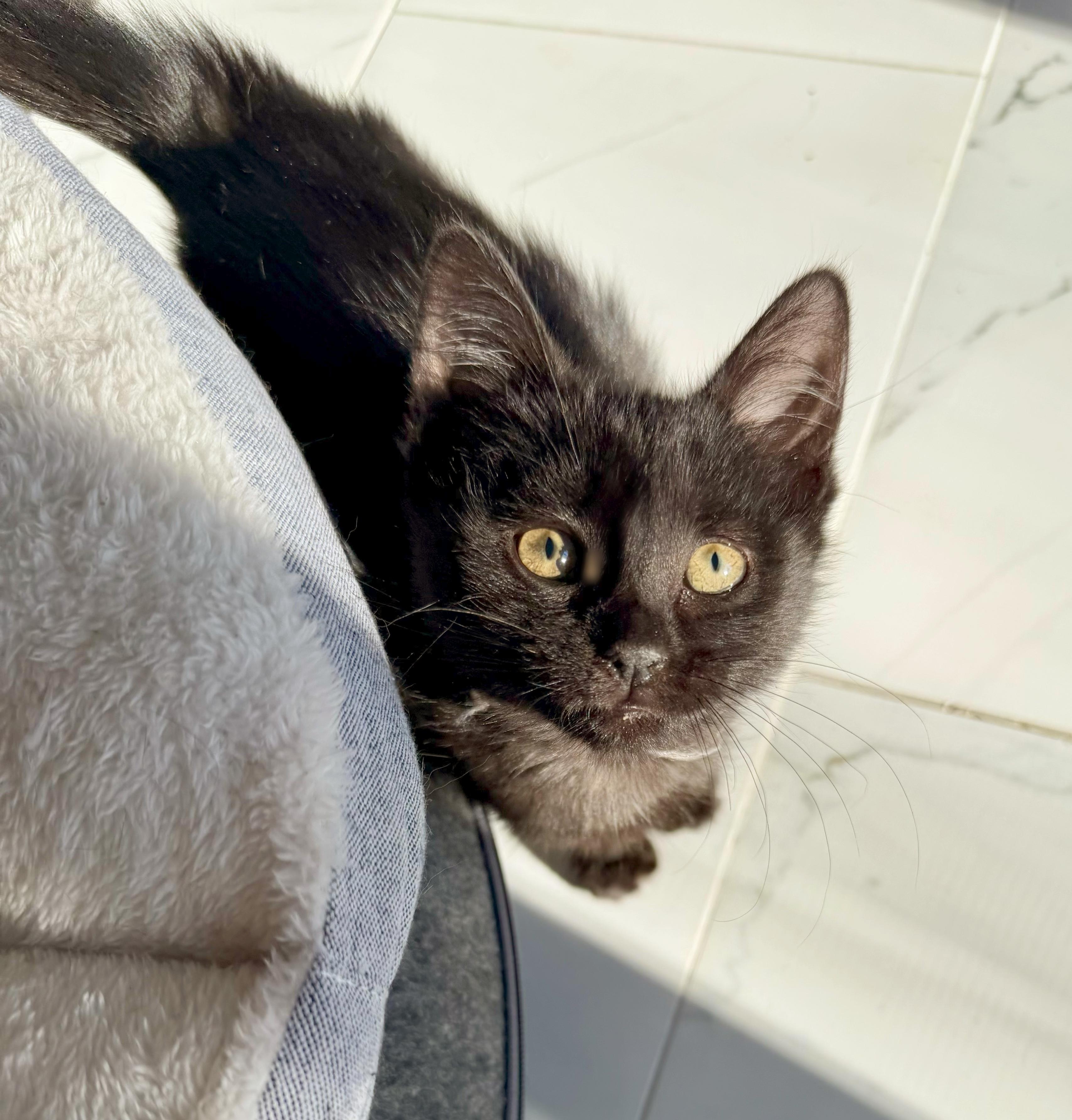 Wednesday, a ADOPTABLE Domestic Short Hair in Bethel, CT image 2/6