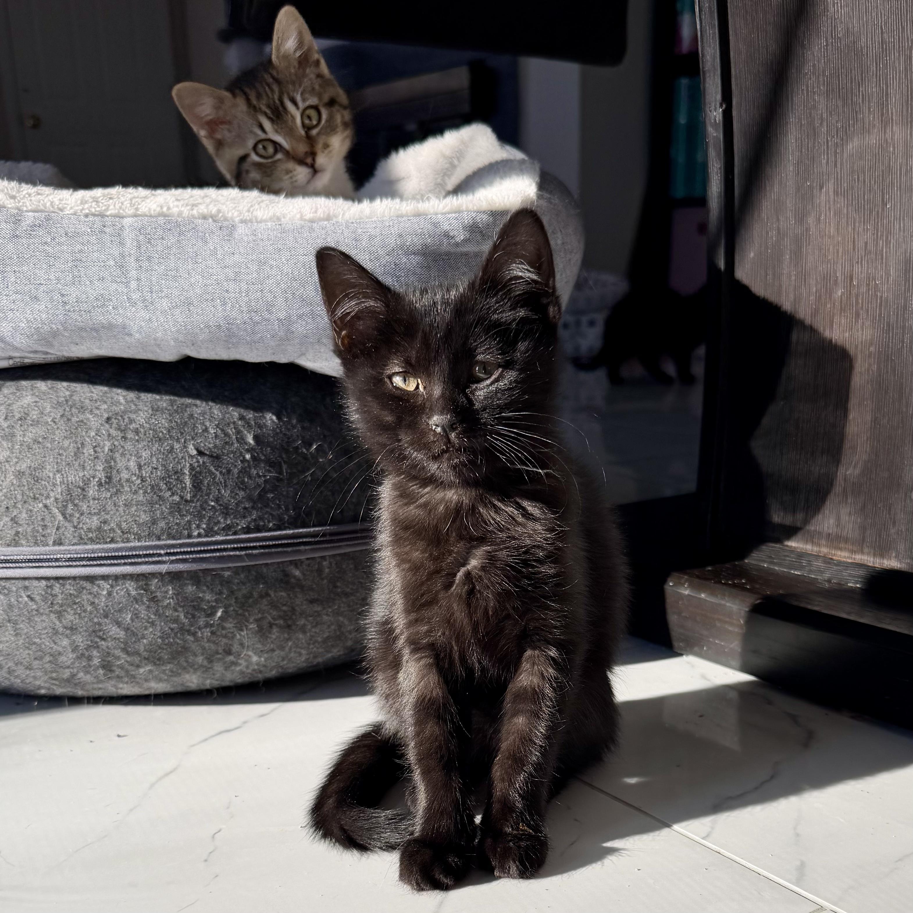 Wednesday, a ADOPTABLE Domestic Short Hair in Bethel, CT image 5/6