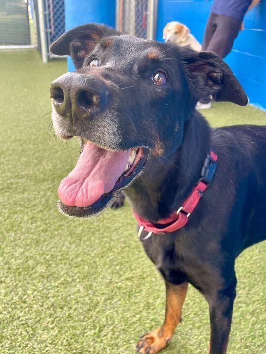 Enlarge Padme, a Adoptable Doberman Pinscher in New Orleans, LA image 3/6