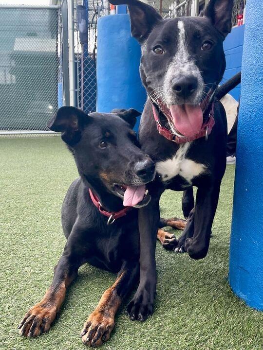 Enlarge Padme, a Adoptable Doberman Pinscher in New Orleans, LA image 4/6