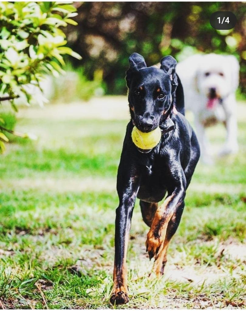 Enlarge Padme, a Adoptable Doberman Pinscher in New Orleans, LA image 5/6