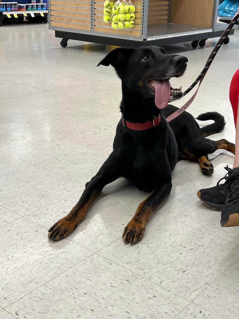 Enlarge Padme, a Adoptable Doberman Pinscher in New Orleans, LA image 1/6